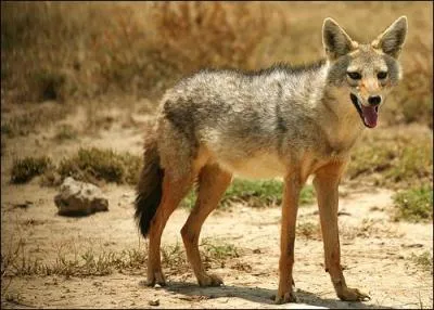 Quel est cet animal ?