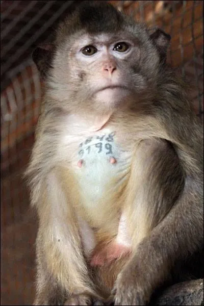 Cette citation, que j'approuve entièrement est lourde de sens, pouvez-vous la compléter ? « Le raisonnement justifiant la vivisection, le sacrifice de créatures que nous considérons comme des êtres "inférieurs", diffère peu de celui qui justifie...