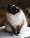Quelle est cette race de chat ?