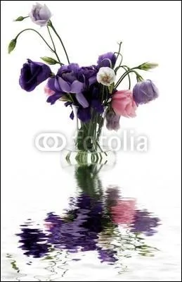 Et au début de la chanson il est dit que "l'amour est comme les violettes...." Quelle est la suite ?