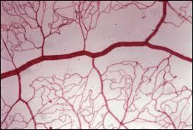 Il paraît que si on assemble tous les vaisseaux sanguins, la longueur serait de 60 000 km.