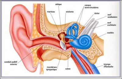 L'os le plus petit du squelette humain se trouve dans l'oreille ; c'est l'étrier. Quelles sont les dimensions de cet os ?