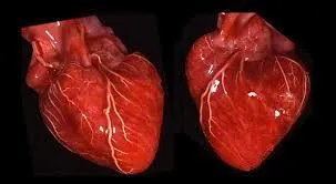 Mesurant 15 cm et pesant 300 grammes, combien de battements le cur effectue-t-il chaque jour ?