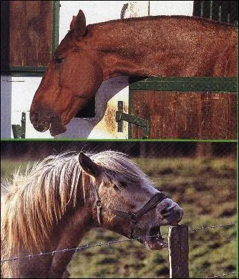 Lorsqu'un cheval s'ennuie, il peut....