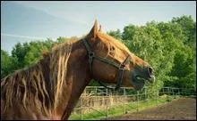 Un hennissement faible et doux signifie que le cheval est....
