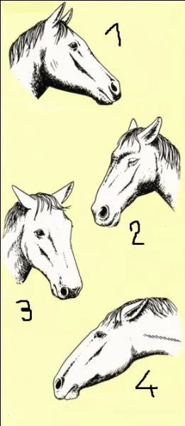 Le cheval n°4 présente une attitude d'inquiétude et de peur.