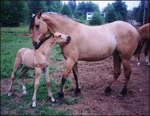 Pourquoi ce poulain et sa mère se mordillent-ils ?