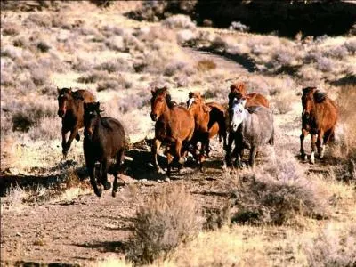 Une harde est composée d'un étalon entouré de 3 à 4 juments. La jument doyenne est souvent....