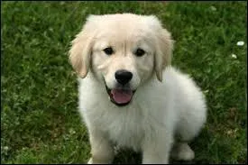 Quelle est la race de ce chiot ?