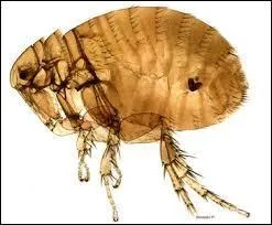 Par la piqûre de quel insecte le microbe est-il transmis à l'homme ?