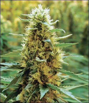 Dans une vie ant&eacute;rieure, vous auriez pu &ecirc;tre &laquo; un filetoupier &raquo;, qui sait ?