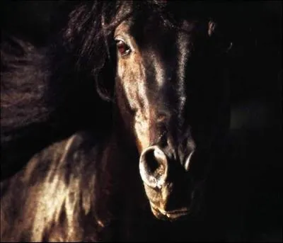 Porte bonheur le fait de rencontrer un cheval noir :