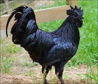 Pour retrouver un noyé, il faut emmener un coq dans la barque de recherche, car celui-ci chantera au moment où l'on passe au-dessus du corps :