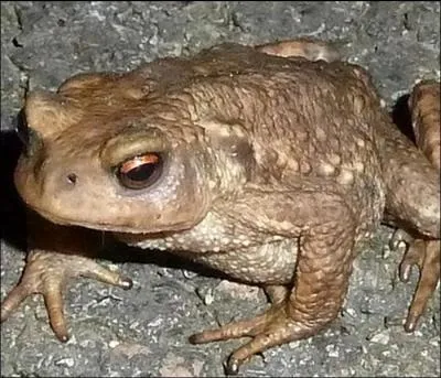 Si une jeune mariée rencontre un crapaud en se rendant à l'église, son mariage sera heureux et prospère :