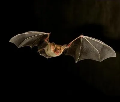 Une croyance veut qu'un homme qui garde au fond d'une de ses poches l'oeil droit d'une chauve-souris ait le pouvoir d'être invisible :