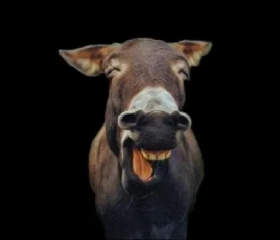 On dit que la croix sur l'échine de l'âne apparut après que le Christ en eut monté un à Jérusalem, le dimanche des Rameaux :