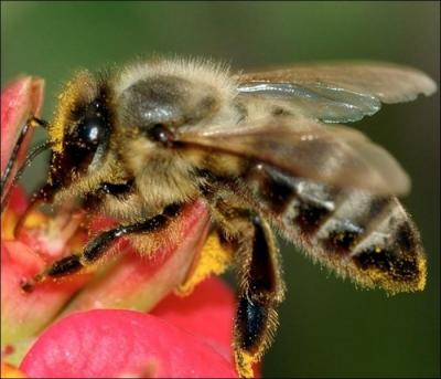 Déménager une ruche un vendredi tue les abeilles qui l'habitent :