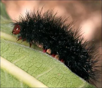 Écraser involontairement une chenille annonce une averse prochaine :