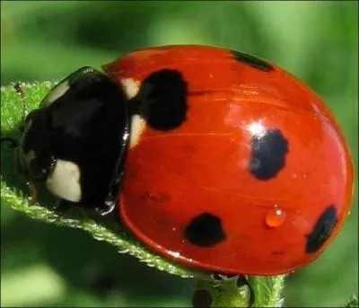 Cet insecte est béni de Dieu, ne la tuer pas si elle se pose sur vous, elle vous portera chance :