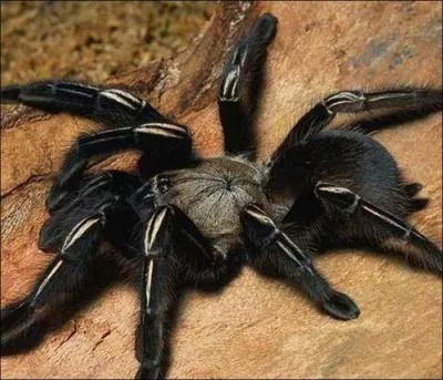 Trouver une araignée dans vos vêtements en les enfilant annonce un décès dans la famille :