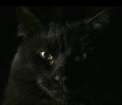 Il est aussi de très mauvais présage de rencontrer un chat, le matin, lorsque l'on part en voyage :