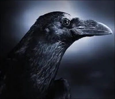 Si vous voyez une volée de corbeaux qui volent le soir, ce sont des âmes du purgatoire :