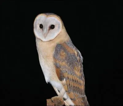 Son cri à la pleine lune annonce l'agonie d'un malade :