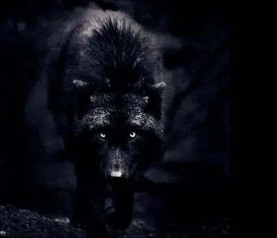 Voir apparaître un loup dans nos songes annonce la trahison d'un proche :