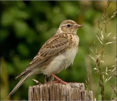 L'oeil droit d'une alouette enveloppé dans une peau de loup, rendra charmant et irrésistible la personne qui le portera en secret dans sa poche :