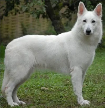 Quelle est la race de ce chien ? Est-elle reconnue par la FCI (Fédération Cynologique Internationale) ?