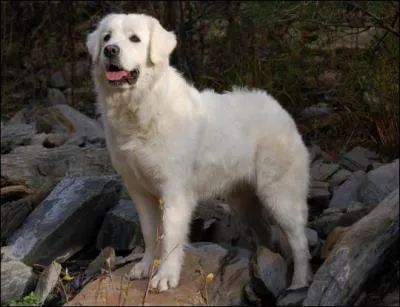 Quelle est la race de ce chien ? Est-elle reconnue par la FCI (Fédération Cynologique Internationale) ?
