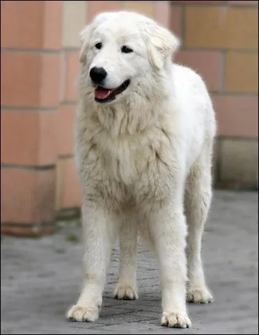 Quelle est la race de ce chien ? Est-elle reconnue par la FCI (Fédération Cynologique Internationale) ?
