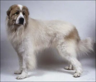 Quelle est la race de ce chien ? Est-elle reconnue par la FCI (Fédération Cynologique Internationale) ?