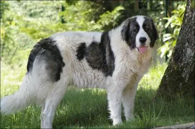 Quelle est la race de ce chien ? Est-elle reconnue par la FCI (Fédération Cynologique Internationale) ?