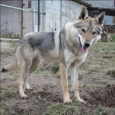 Quelle est la race de ce chien reconnue par la FCI ? A-t-il du sang de loup ?