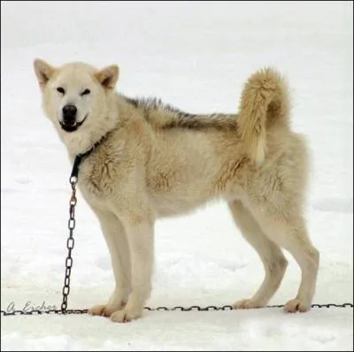 Quelle est la race de ce chien reconnue par la FCI ? A-t-il du sang de loup ?
