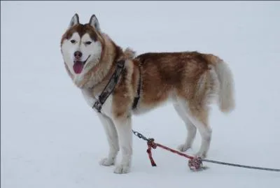 Quelle est la race de ce chien reconnue par la FCI ? A-t-il du sang de loup ?