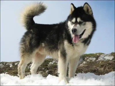 Quelle est la race de ce chien reconnue par la FCI ? A-t-il du sang de loup ?