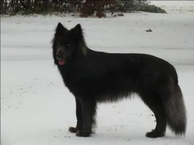 Quelle est la race de ce chien non reconnue par la FCI ? A-t-il du sang de loup ?
