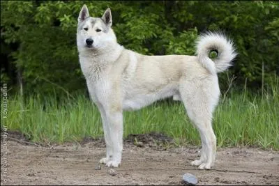 Quelle est la race de ce chien reconnue par la FCI ? A-t-il du sang de loup ?