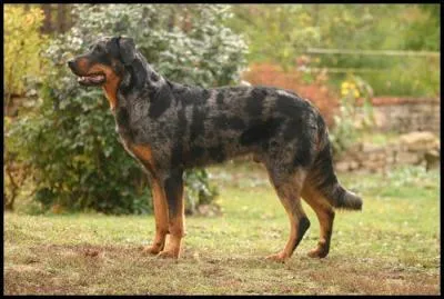 Quelle est la race de ce chien reconnue par la FCI ? Comment se nomme sa couleur ?