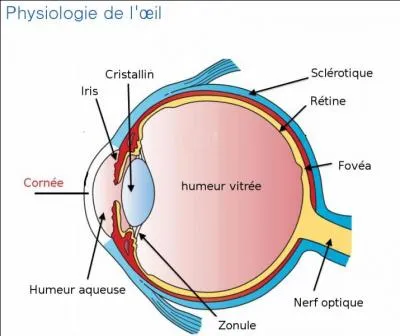 Quelle est la complication de la conjonctivite non traitée ?