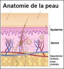 Les dermatoses sont des affections (maladies) de la peau ou des muqueuses .