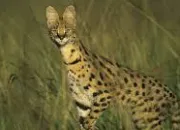 Quiz Quiz sur les animaux