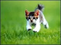 Pourquoi le chat ne peut-il pas courir de la même façon que le chien ?