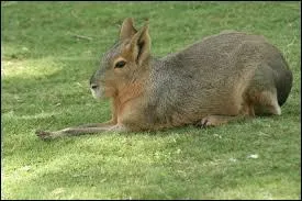 Quel est cet animal ? (Attention, un ou plusieurs de la liste n'existe pas ! )