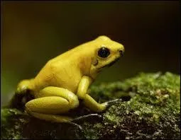 Comment appelle-t-on le poison dont la peau de la kokoï de Colombie (une grenouille) est recouverte ?