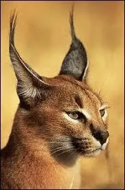 Le caracal est aussi appelé...