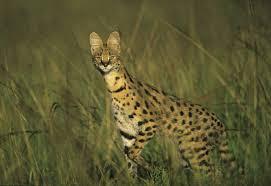 Quiz Animaux