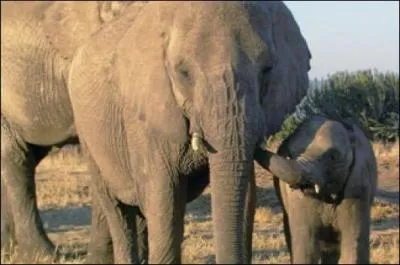 Quel est cet animal ?